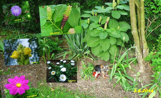 (31) !!! Sonntags + Monatsbilder / Blumenbeet !!! 3.8.2014 Temperatur: Plus 16°C 6:11h / 24°C Plus 7:23h / Wind:1- 3 / sonnig und bewölkt !