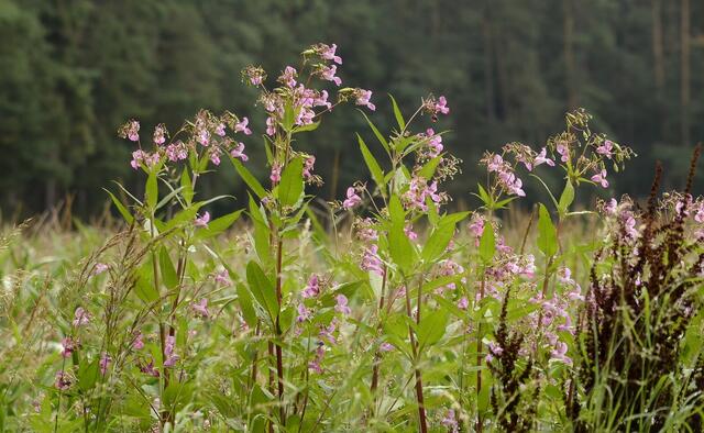 ist aber an den Feld- , Wald- und Bachrändern schon zur Plage geworden