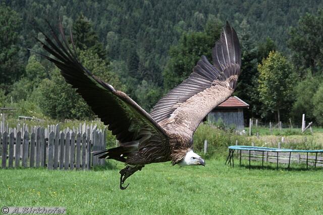 ...der in einen ruhigen Gleitflug über geht