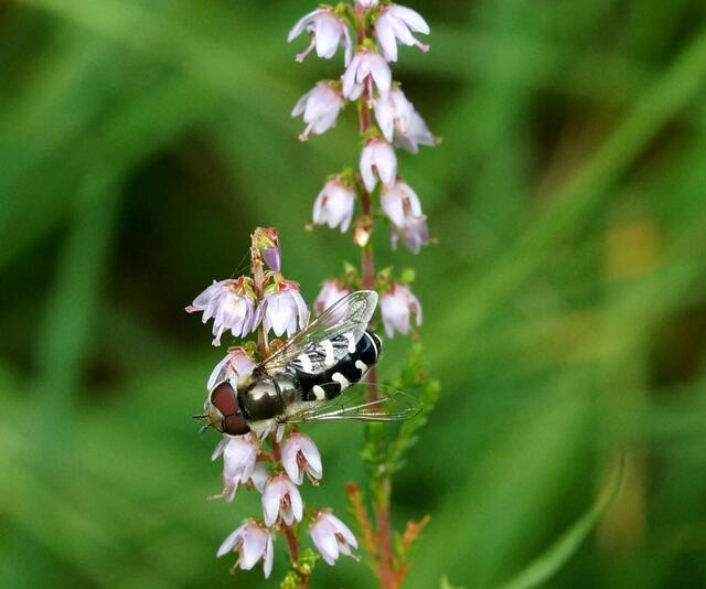 Eine Schwebfliege auf der Besenheide (Calluna vulgaris) mit gespiegelter Fotografin auf dem Rücken.