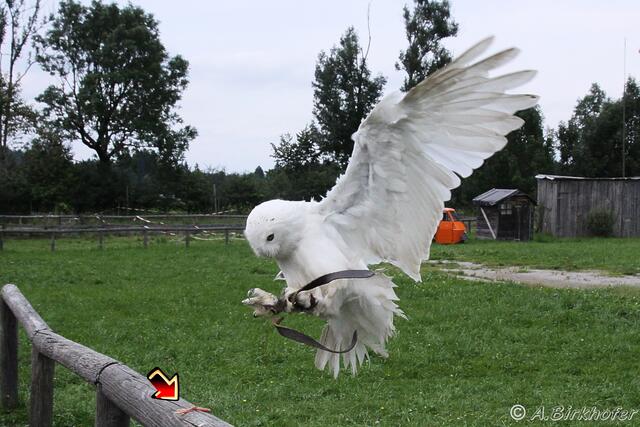 Die Belohnung für die Flugvorführungen liegt auf der Absperrung (siehe Pfeil)