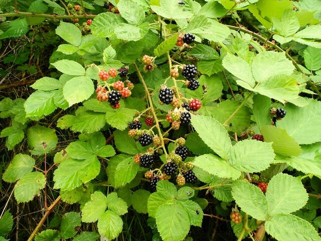 am liebsten hätte ich welche der Beeren gleich in die Gusche gesteckt - aber diese vielen Fliegen daran..............ne...