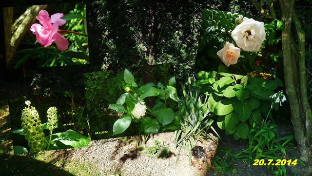 (29) !!! Sonntags + Monatsbilder / Blumenbeet !!! 20.7.2014 Temperatur: Plus 18°C 6:17h / 26°C Plus 8:43h - in der Sonne / 37°C / Wind:1- 3 / sonnig und heiß !