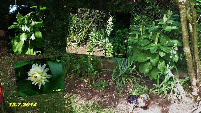 (28) !!! Sonntags + Monatsbilder / Blumenbeet !!! 13.7.2014 Temperatur: Plus 11°C 6:17h / 16°C Plus 8:03h - in der Sonne / 22°C im Schatten / Wind:1- 4 / sonnig und stark bewölkt / früh Nebel > 300m !