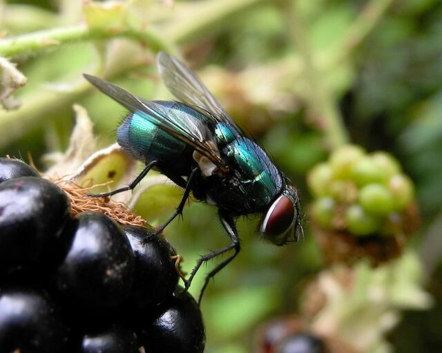 Goldfliege (Lucilia sericata) mag auch Brombeeren