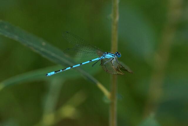 Männliche Gemeine Becherjungfer (Enallagma cyathigerum)