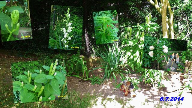 (27) !!! Sonntags + Monatsbilder / Blumenbeet !!! 6.7.2014 Temperatur: Plus 19°C 7:17h / 28°C Plus 8:56h - in der Sonne / 22°C im Schatten / Wind:1-4 / sonnig heiß und etwas bewölkt !