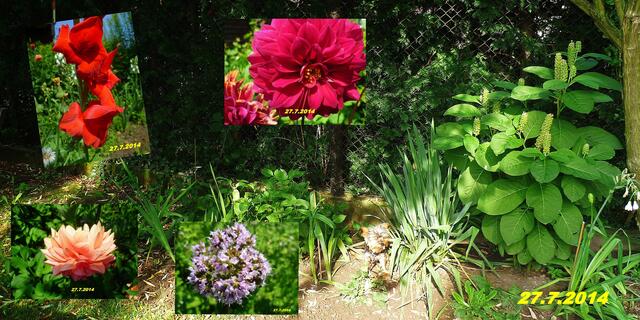30) !!! Sonntags + Monatsbilder / Blumenbeet !!! 27.7.2014 Temperatur: Plus 18°C 6:17h / 28°C Plus 8:43h - in der Sonne / 33°C / Wind:1- 3 / sonnig und bewölkt !