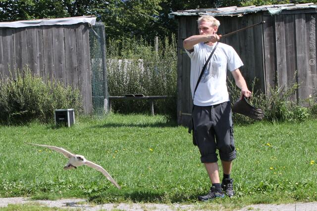 Falkner Alexander Pfisterer zeigt das Federspiel