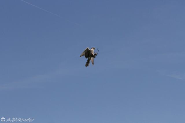 Der Falke fängt das Fleischstückchen hoch in der Luft.