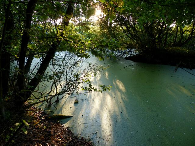 Eine zauberhafte Lichtstimmung herrscht am hinteren Teil des mit Wasserlinsen bedeckten schattigen Teils des Krebsscherenteiches. Einer meiner Lieblingsplätze in diesem Sommer.