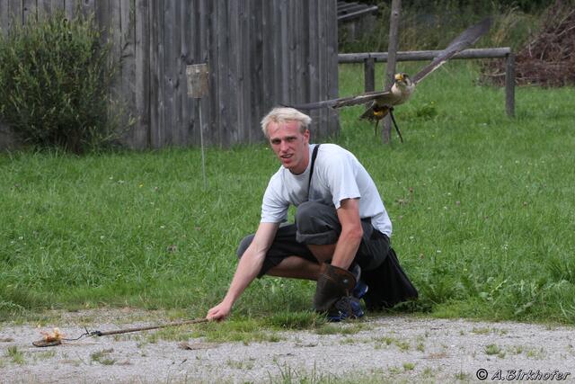 Falkner Alexander Pfisterer zeigt das Federspiel