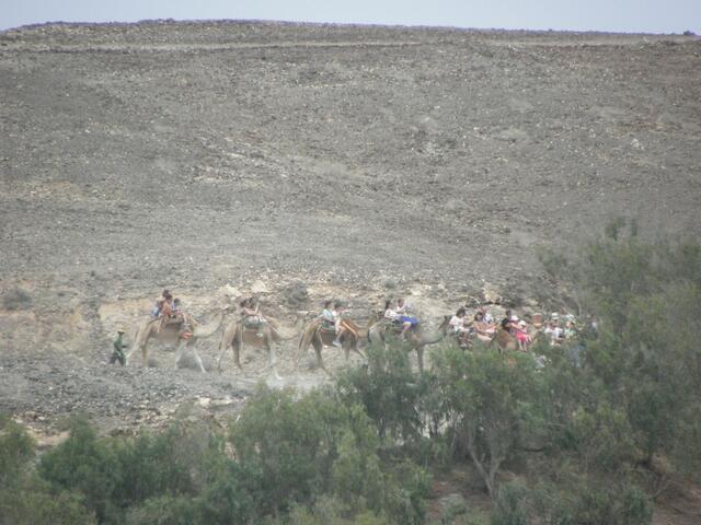 Eine Kamelsafari durch den Park.