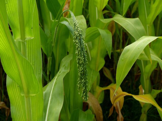 Wie kommt die Hirse zwischen den Mais?