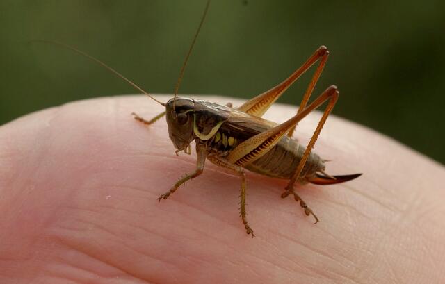 Es gibt auch, mit ihrem grün gerandeten Halsschild, kriegerisch anmutende Geschöpfe in der Natur, wie "Roessels Beißschrecke", die sogar die Hand des Beobachters nicht scheute. Sie ist nach Roesel von Rosenhof benannt, einem Wegbereiter wissenschaftlicher Naturbeobachtungen. Beißschrecke - Zur Eiablage beißen die Weibchen ein Loch in einen Pflanzenstengel, durch welches sie ihren Legbohrer einführt. Wie sehen hier das Weibchen.