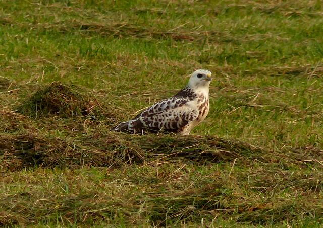 Auf den frisch gemähten Wiesen machen die Greifvögel in diesen Tagen leicht reichlich Beute.
