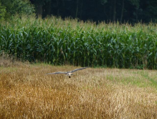 Gerade noch erwischt! Auch hier - im Stoppelfeld - trägt der Bussart eine soeben erlegte Maus im Flug davon. (Bitte mit der Lupenfunktion betrachten)