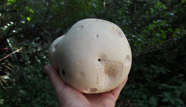 Ein schöner junger Riesenbovist. Gefunden am 4. August 2014.