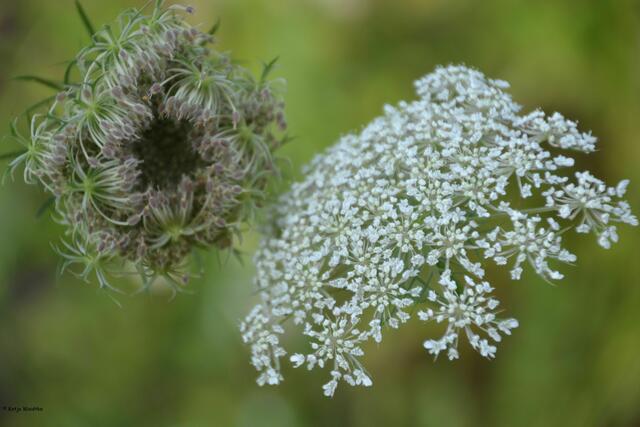 Wenn ein Park die Sinne berührt... - Ausflug in den Park der Sinne Laatzen (Foto: Katja Woidtke)