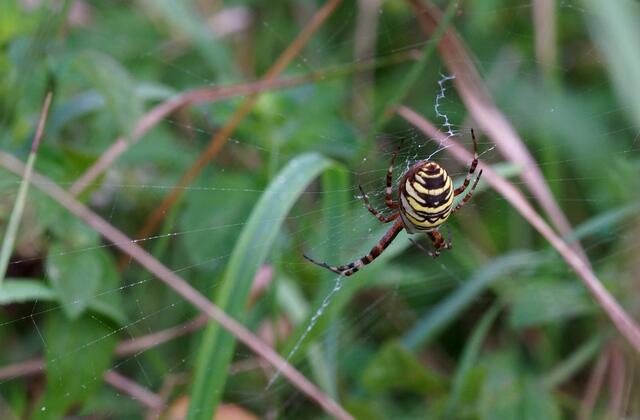 Wir trafen am "Krebsscherenteich" genannten Gewässer im August eine große Zahl von Wespenspinnen pro Quadratmeter an.