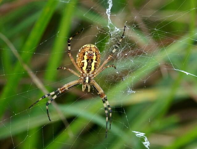 Interessant gezeichnet (bitte die Lupe benutzen) ist die Wespenspinne auch von der Unterseite.