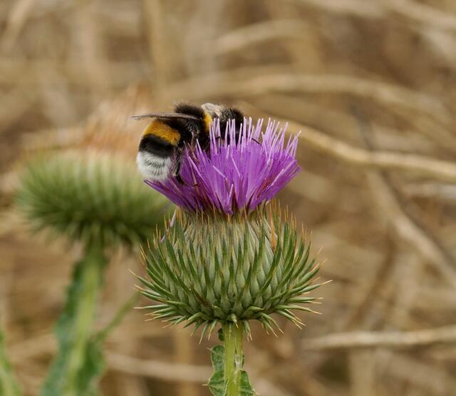 Die Weg-Distel wird von Bienen und Hummeln gerne besucht und bestäubt.