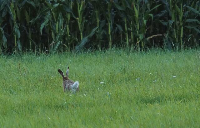 An der "Blume" erkennen wir den Feldhasen auch in der Dämmerung.