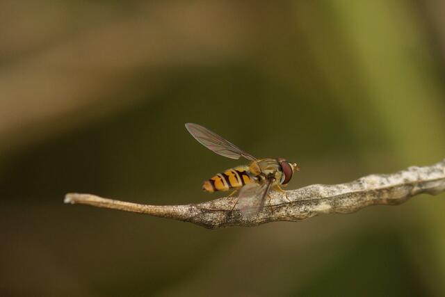Die Hainschwebfliege ganz nah.