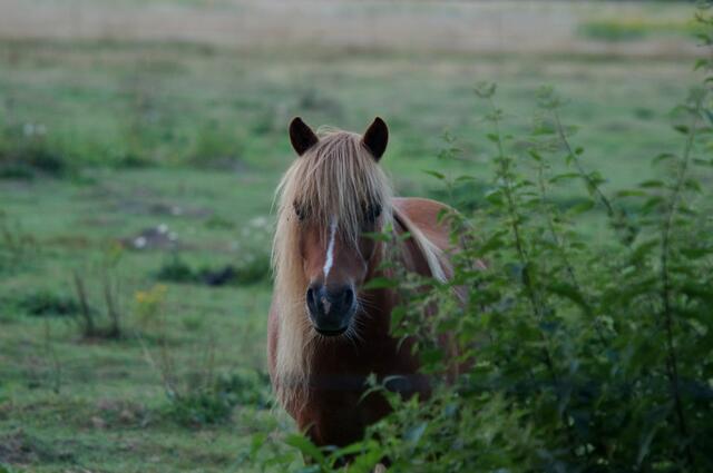 Begegnung in der Dämmerung.