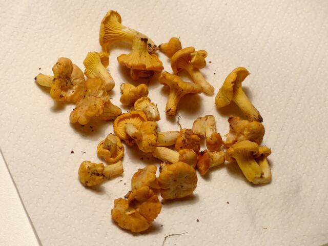 Eine Hand voller Pfifferlinge - gerade genug für ein kleines Appetithäppchen - fanden wir sehr versteckt am Wegesrand schon am 1. Juni 2014!