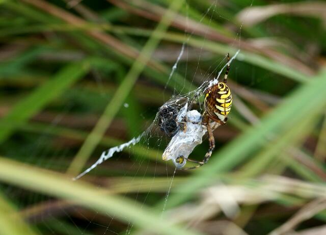 Die Wespenspinne mit reicher Beute.