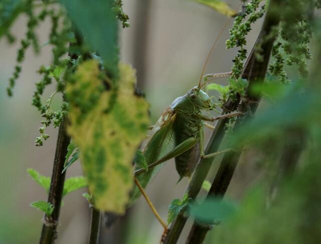 In den Brennnesseln wird musiziert. Den Gesang des Großen Heupferd-Männchens hören wir - abhängig von der Temperatur - vom Nachmittag bis in den beginnenden nächsten Tag hinein. Er ist auch noch in der Dunkelheit und in tiefer Nacht unter dem Sternenhimmel zu vernehmen.