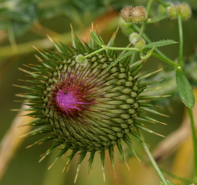 Symetrische Schönheit!