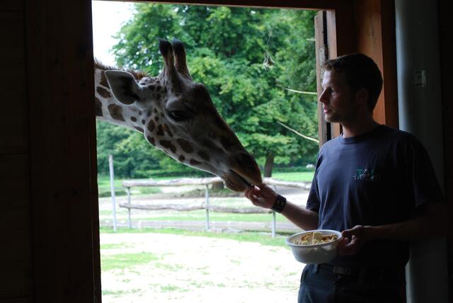 ... bei den Giraffen ...