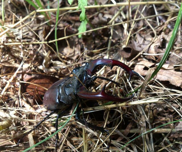 Begegnung mit einem Hirschkäfer. Mehr können wir im Natur-Notizbuch Teil 1 erfahren - siehe: http://www.myheimat.de/burgwedel/natur/ein-rueckblick-das-notizbuch-natur-fast-ein-ganzes-halbes-jahrin-zwei-etappen-teil-eins-d2601721.html
