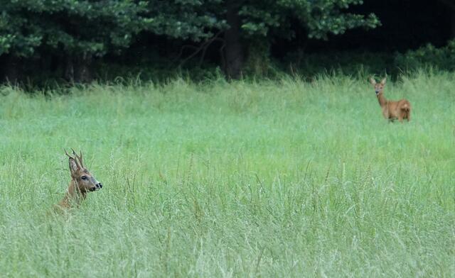 Rehbock und Ricke am Wegesrand.