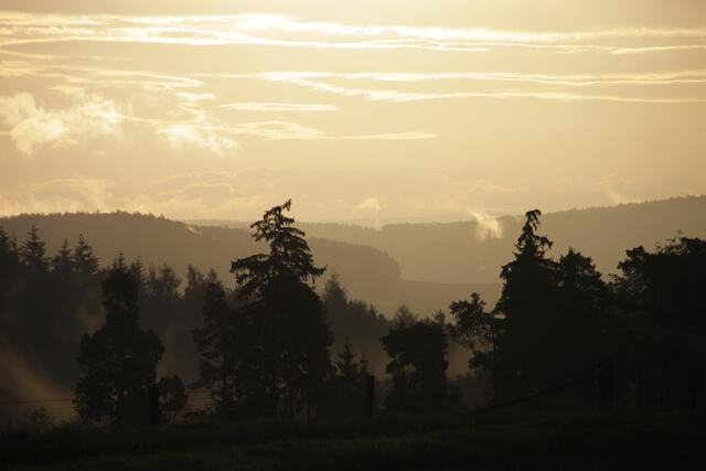 Tagesanbruch im Strother Wald