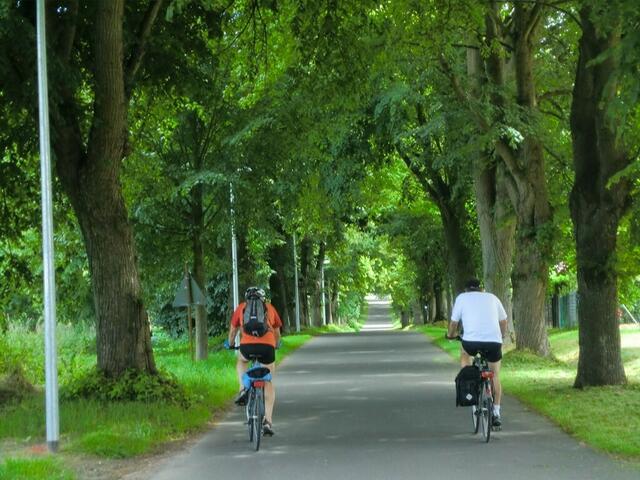Schön schattig: Solche Allee sind auf Rügen häufig. Ganz im Norden der Insel beginnt auch die Deutsche Alleenstraße.