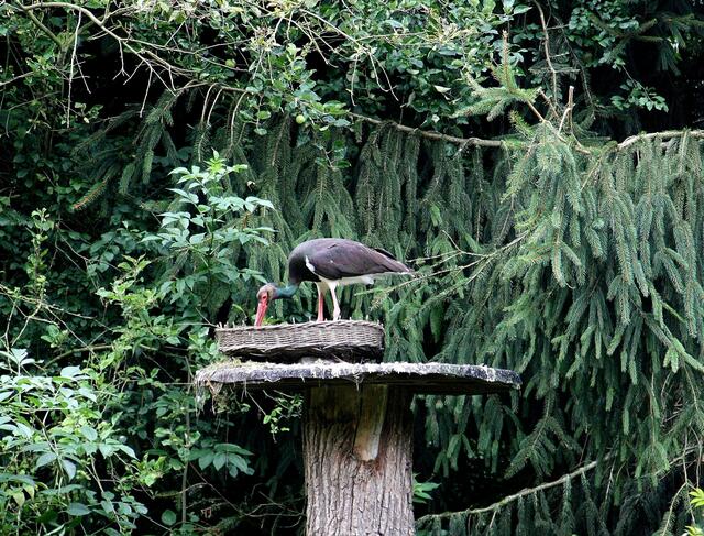 ..... und hier ist das Nest.