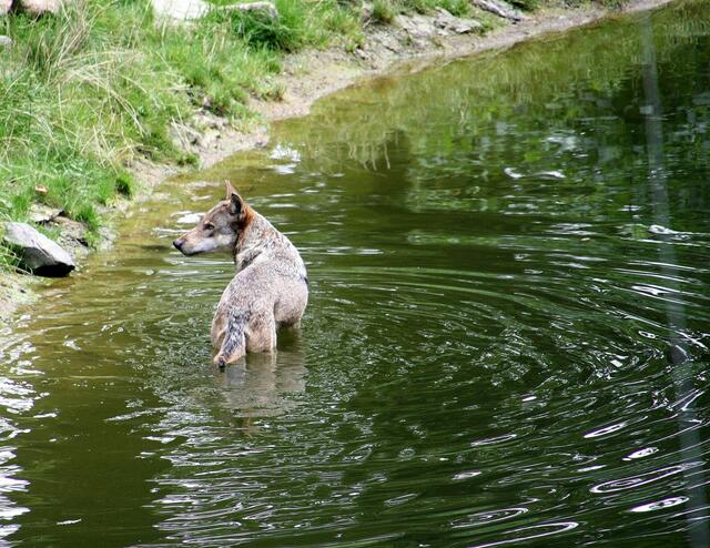 ..... dieser Wolf braucht eine Abkühlung