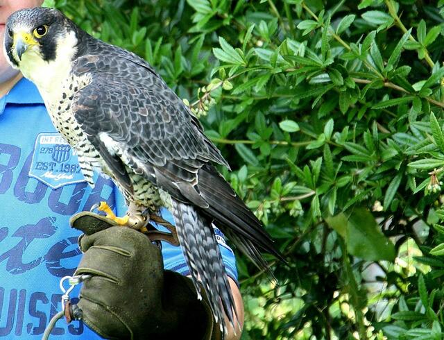 ....... Zuschauer dürfen nach der Schau einen Greifvogel für ein Foto auf die Hand nehmen