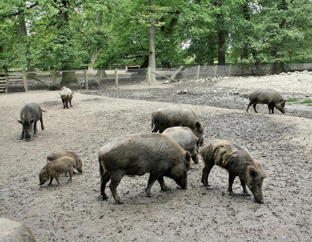 Wildschweine mit Frischlingen ....