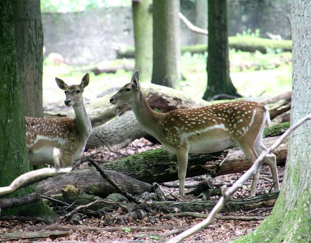 Mesopotamisches Damwild