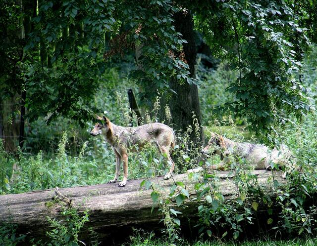...... auf Beobachtungsposten