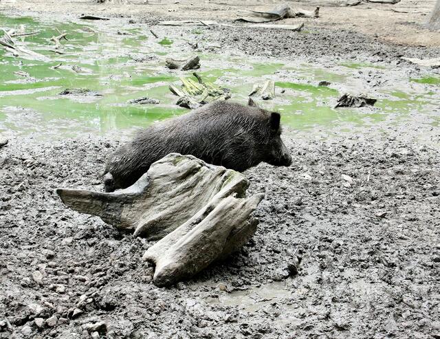 ..... dem Wildschwein juckt das Fell ....