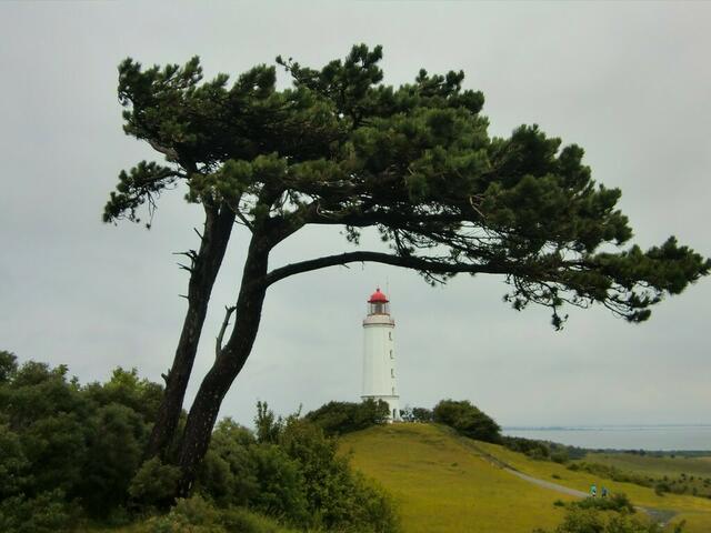 Auf Hiddensee unbedingt einen Ausflug wert: Der Leuchtturm auf dem Dornbusch.