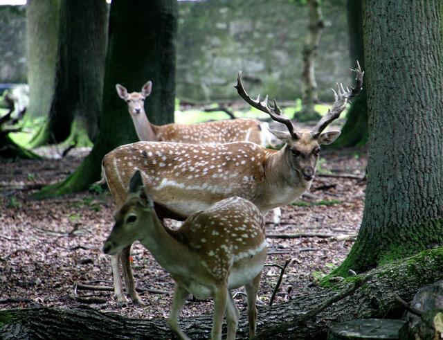 Mesopotamischer Damhirsch