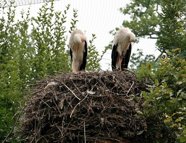.... dieses Weißstorchenpärchen fühlt sich hier wohl