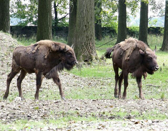 Flachland-Kaukasus-Wisente   -   Jugendgruppe