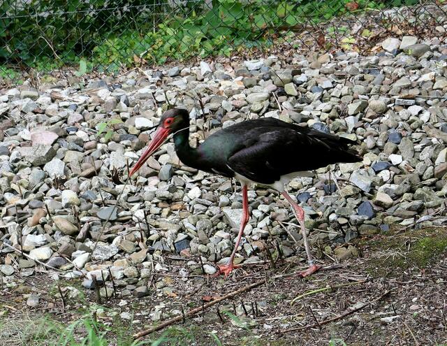 Dieser Schwarzstorch sucht Material für den Nestbau ....